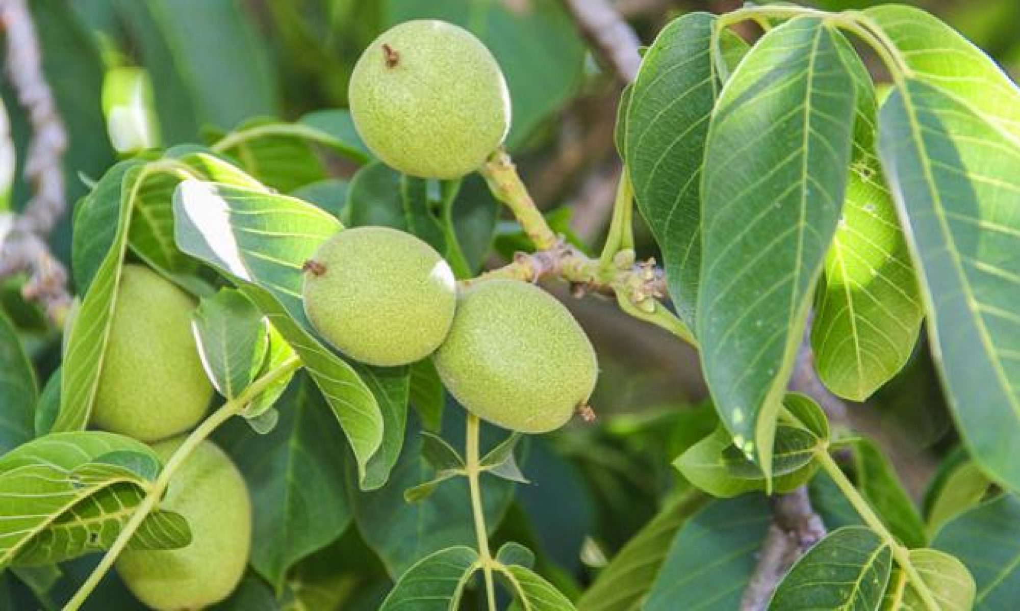 Грецкий орех дерево Буковинская